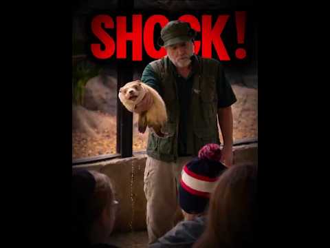 هذا النمس تبو ل على زوار حديقة الحيوان