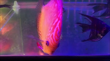 Cá Đĩa  "Ngũ Sắc Thần Tiên" - Discus