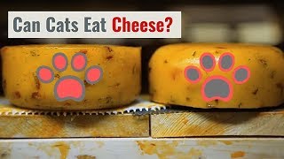 Can Cats Eat Cheese and What Happens If They Do by Cats How 1,697 views 4 years ago 1 minute, 38 seconds