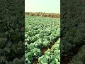 કોબી ફાર્મ #cabbage #farming #agriculture #healthy #dietfood #green #village #farmer #farm