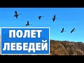 Полет молодых лебедей, красота нереальная!