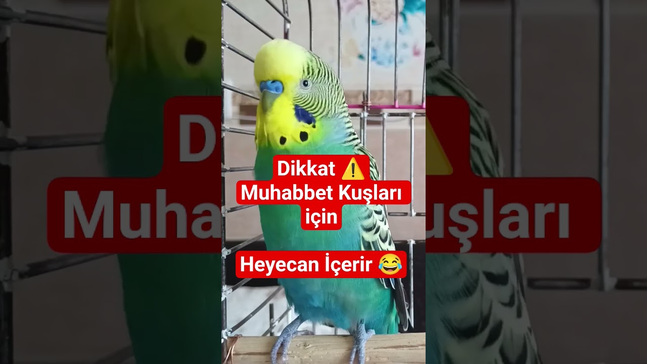 Muhabbet Kuşu Sesi #birds #talkingparot #budgies #birdsong #parrot #muhabbetkuşu #parakeet