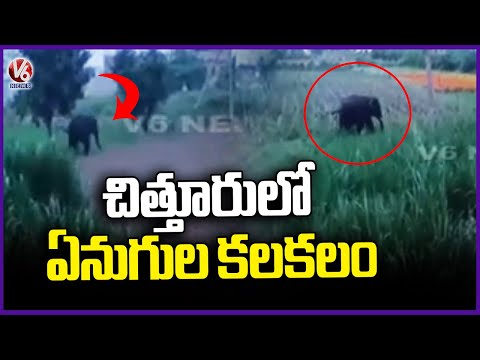 Elephants Hulchul in palamaner | Chittoor | V6 News