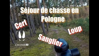 Séjour de Chasse en Pologne, Cerf, Sanglier, Loup. Des Battues magiques!