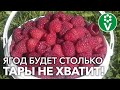 МАЛИНА: УХОД НА ВЕСЬ ГОД! Календарь-подсказка для вашего удобства