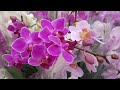 Обалденные ОРХИДЕИ мини и стандарт фаленопсис LEROY MERLIN ЛЕРУА МЕРЛЕН орхидея orchid phalaenopsis