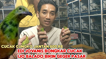 KIOS EDI JOVANIS BONGKAR CUCAK IJO BALADO BIKIN PENASARAN PENGUNJUNG 