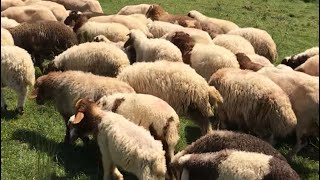 Koyun bakın ne kadar güzel.Sevimli koyun .koyun sesi.koyun nasıl bakılır