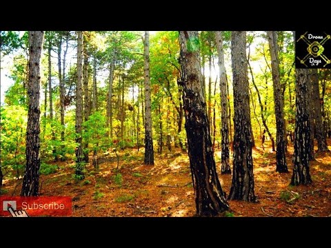 Επί γης τελικά ο παράδεισος! Δρυόδασος Μογγοστού.