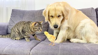 Adorable Golden Retriever and Cat Shocked by Tiny Chick [Kitty Sees Him for the First Time] by Buddy 60,560 views 1 month ago 1 minute, 41 seconds