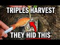 NEVER Plant Tomatoes Without This - Bury THIS For Giant Fruit! [2026 Method]