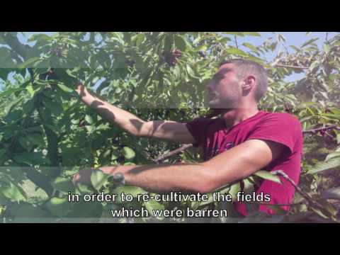 Βίντεο: Ξηρή σήψη των καλλιεργειών λάχανου