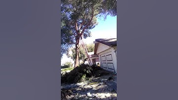 Tree fraud for insurance company