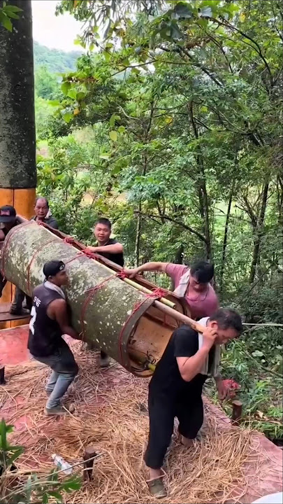 Proses Panen Kayu Manis Cassia Di Pedalaman Cina – Luar Biasa!