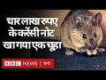 Telangana में एक बुजुर्ग के 4 Lakh रुपये चूहे ने काटे, Tumor Operation के लिए जमा किए थे पैसे (BBC)