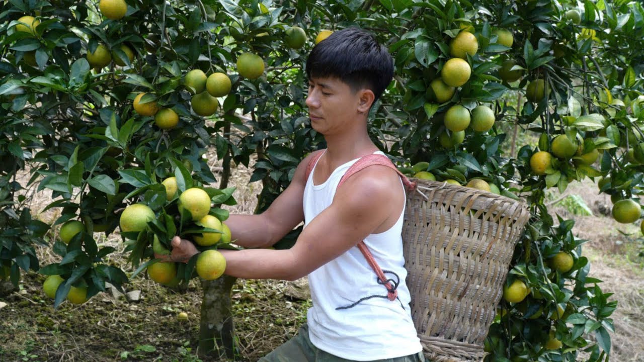 Pick 50kg of the best oranges from the garden – Cook traditional dishes and sell them at the market