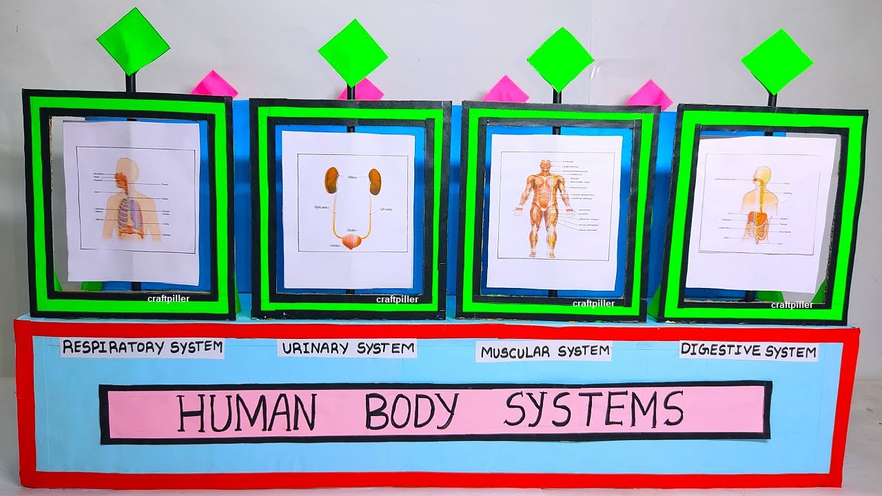 human body systems(anatomy) and functions working model - class 9