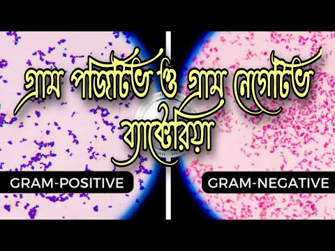 ভিডিও: Gram +ve এবং Gram কি?