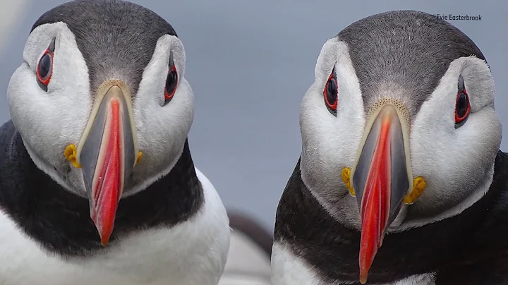 Reconnect with Nature in the Wildlife Photographer of the Year exhibition - DayDayNews