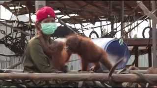 Baby Orangutan Start Dancing