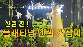플래티넘 엔젤의 산란 전 쌍잡이 (플래티넘 엔젤 쌍잡이)