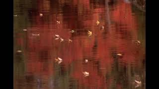Baby Einstein Stock Footage - Leaves In Pond
