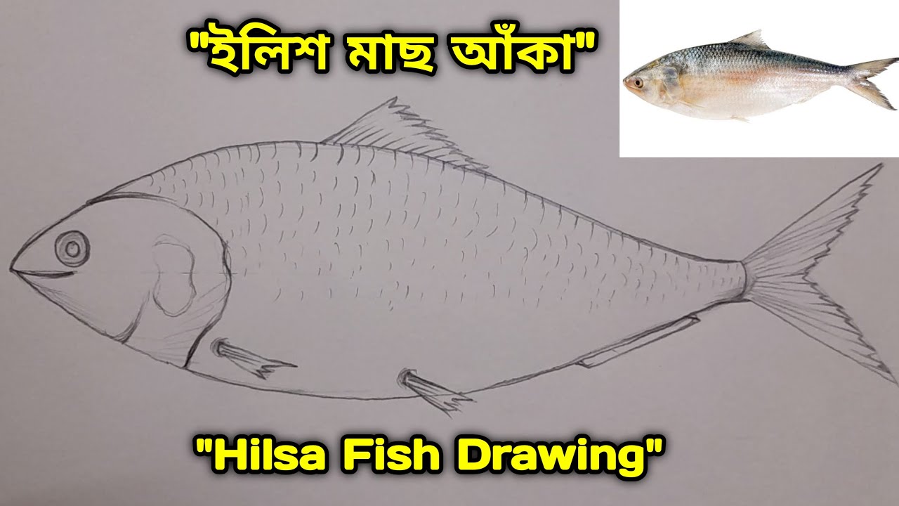 Fish Pen Drawing Sketch Stock Photos  Free  RoyaltyFree Stock Photos  from Dreamstime
