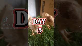 DAY 5 GOLDAN MESRI