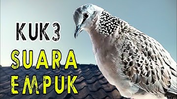 Tekukur derkuku kuk 3 lokal gacor ngamuk suara empuk - raja tekukur asli