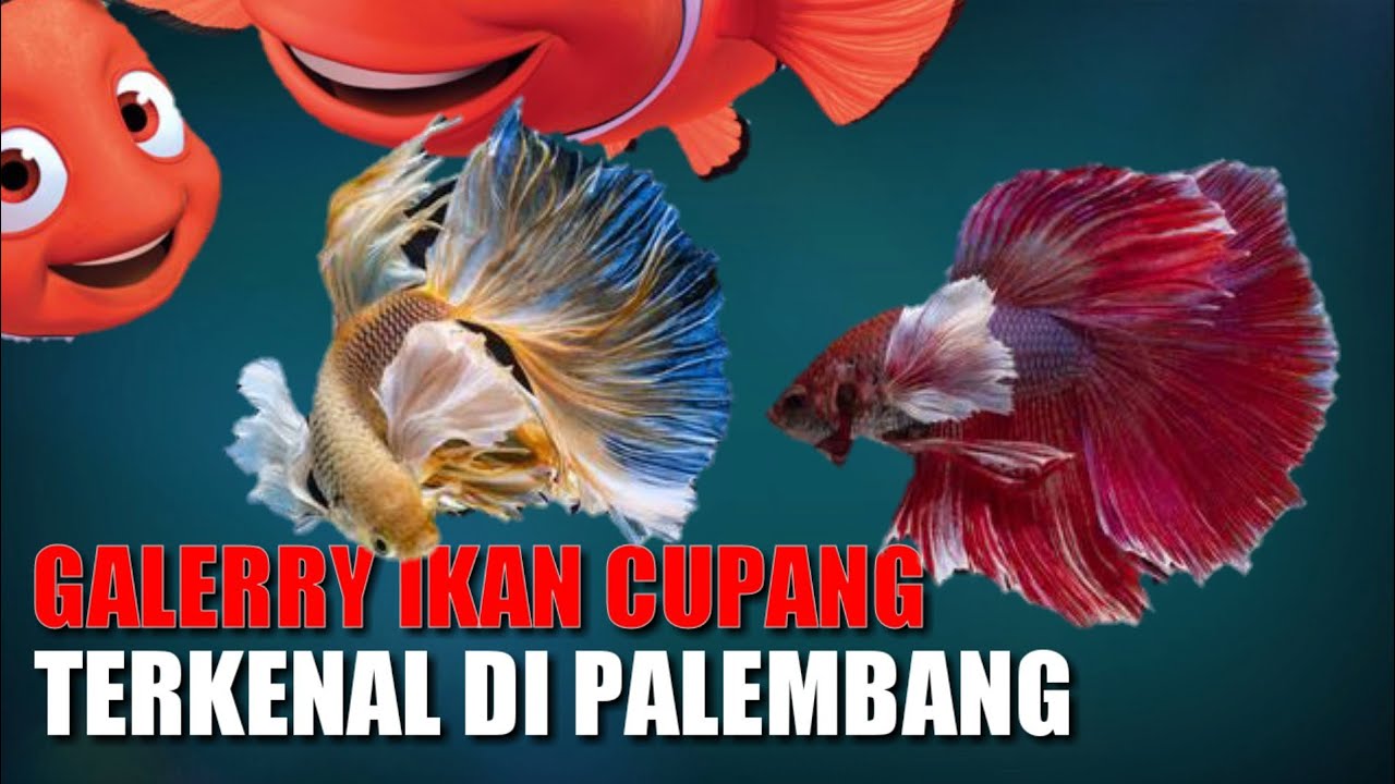 Gallery Ikan  Cupang  Terkenal di  Palembang Gallery Putra 