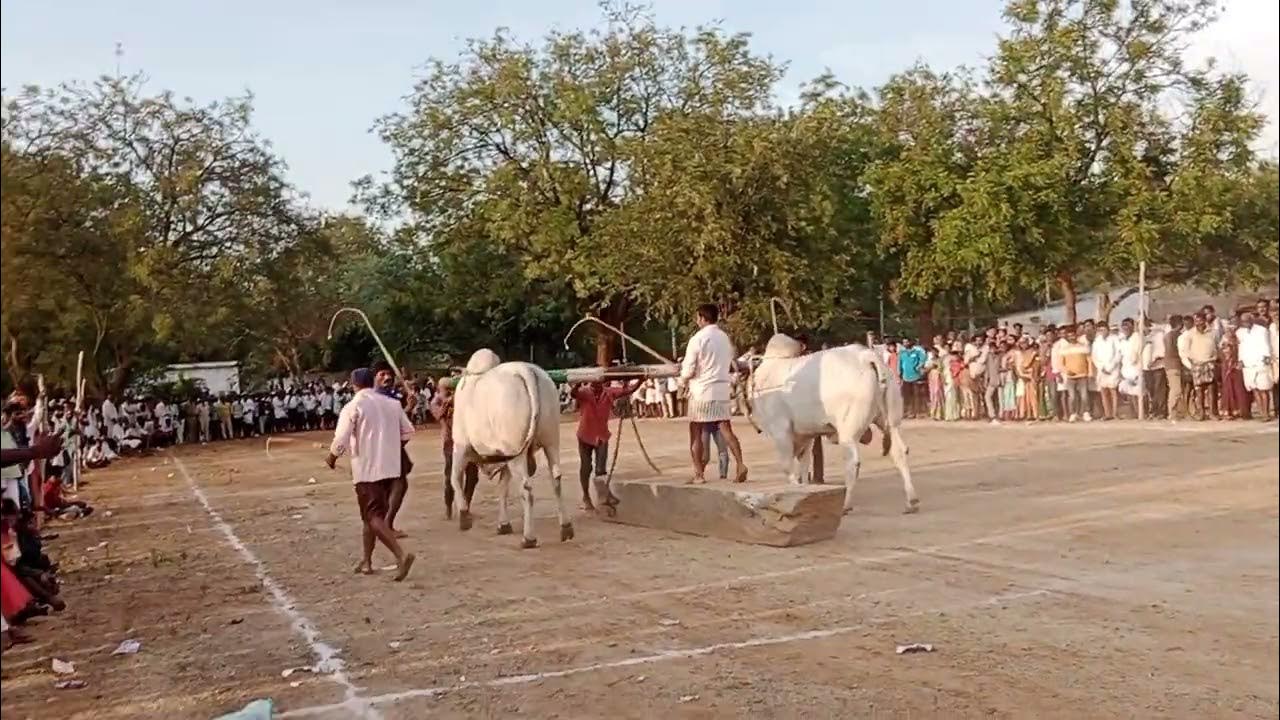 kamani Prathap reddy bulls in ligareddypalli won 4thbprize - YouTube