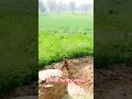 Drone funny video #Droneshot #funny #comedy #prank video