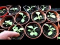 Growing Tobacco in the UK. A Unit Farmer 100 watt LED grow lamp helps.