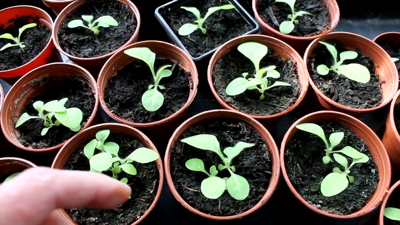 growing tobacco plants uk Growing Tobacco in the UK. A Unit Farmer 100 watt LED grow lamp helps