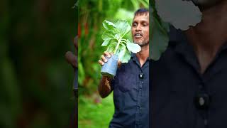 Only 1% Can Guess This Plant