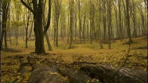 October by Eric Whitacre (string orchestra, high q...