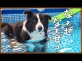久しぶりのプールで泳げなくなっちゃったボーダーコリー|巣立った子たち♪(しろ太・天・ポワ)