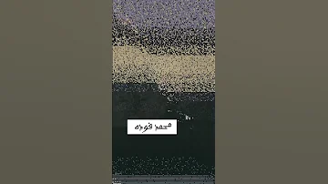 الاردن محمد فوده فرقة ورد 