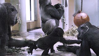 赤ちゃんゴリラキンタロウの足を引っぱって守るゲンキママ【京都市動物園】