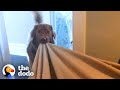 Adorable Dog Is Obsessed With His Blanket | The Dodo
