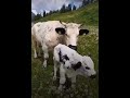 VIDEO / VALSUSA, L’AMORE DI MAMMA: UNA MUCCA CON IL SUO VITELLINO IN VALLE ARGENTERA