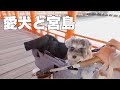 【宮島】鹿に全く相手にされない愛犬が少し可哀想だったw【シュナウザー】