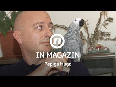 Video: Papige Mogu Logično Rasuđivati i Upotrebljavati Izraze Ljudskog Govora - Alternativni Prikaz