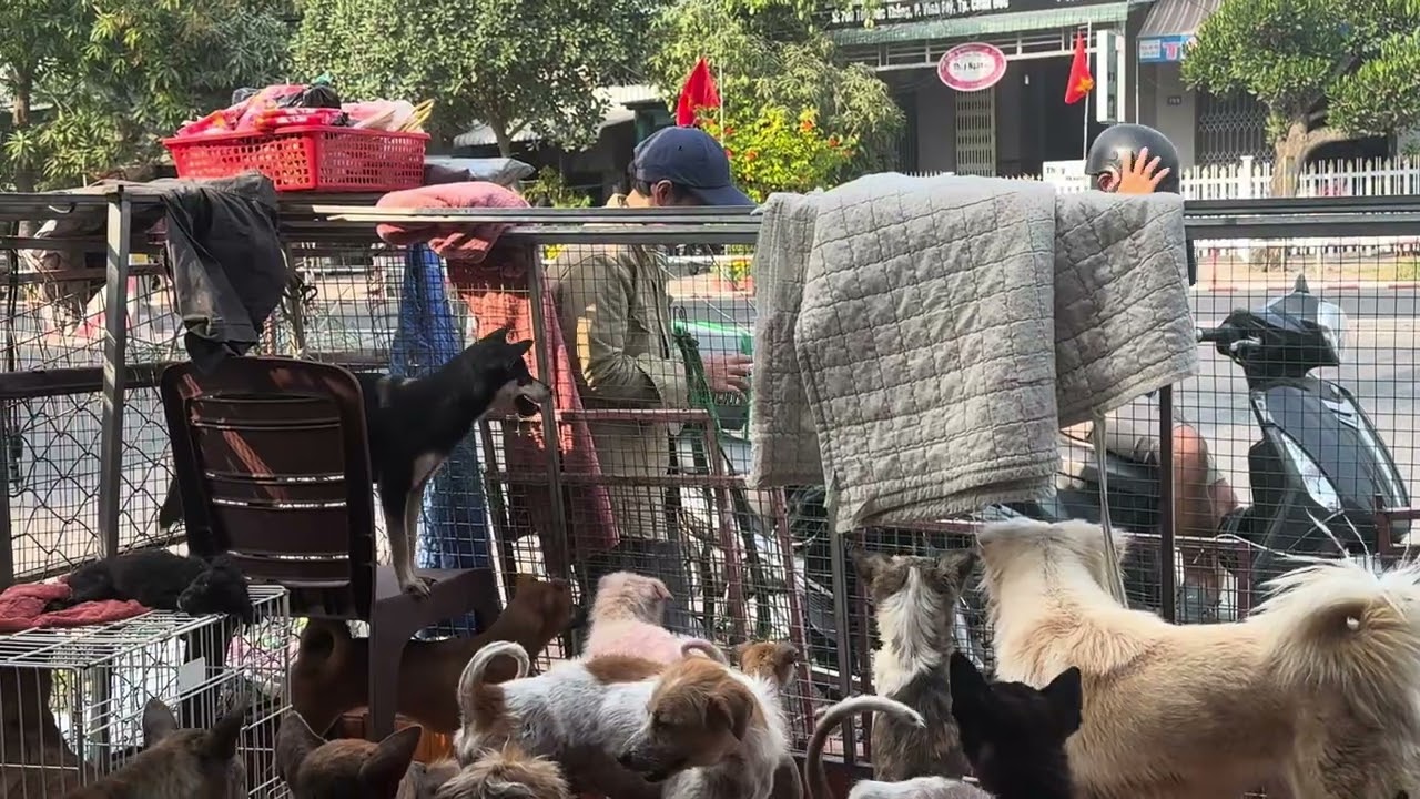 Một em ki già chủ động nhận đi bỏ lại 