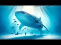 How Big Are Whale Sharks? Is it the largest fish in the world?