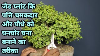 जेड प्लांट कि पत्ति चमकदार और पौधे को घनघोर घना बनाने का तरीक़ा  // BONSAI THE ART 🏝