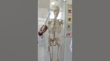 मानव कंकाल तंत्र  ।। Kabhi Tumhe Song   ।। Shorts ।।