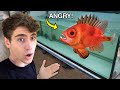 FEEDING A MONSTER FISH... (insane fish store!!)