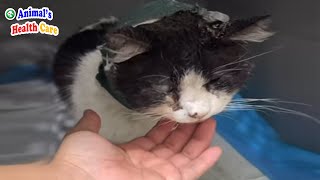Please don't punish me! Poor cat begged to stop this inhumane action