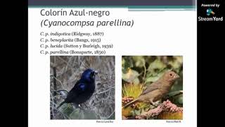 El dialecto costeño: Un ejemplo con el pájaro colorín azulnegro/ Biól. Paulina Vázquez